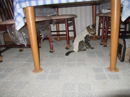 ファイル 123-2.jpg