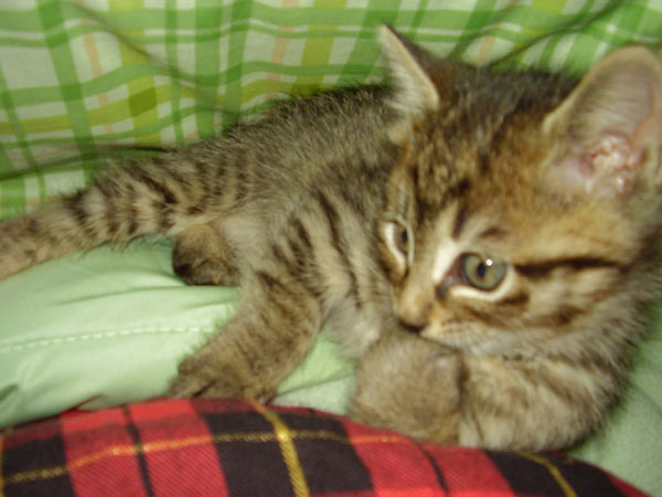 ファイル 99-1.jpg