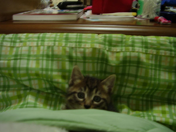 ファイル 99-2.jpg